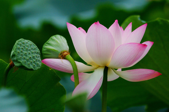 荷花莲花特写莲子