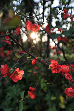 花朵盛开