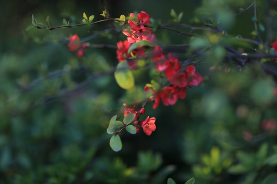 盛开的花朵