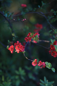 春天的花朵