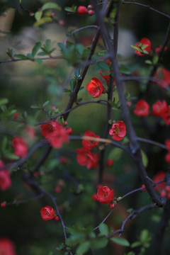 春天的花朵