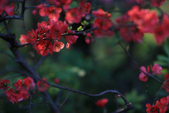 春天的花朵