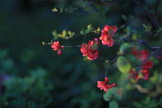 春天的花朵