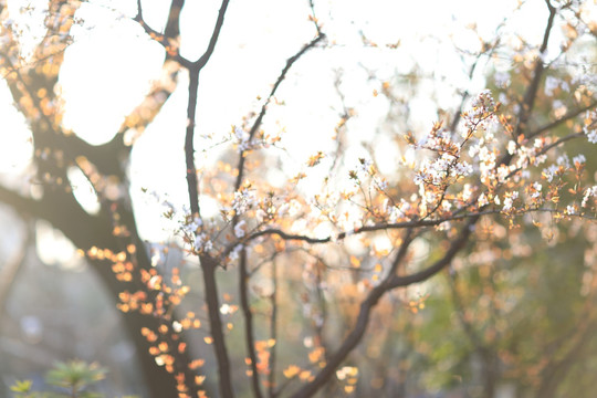 春天的花朵