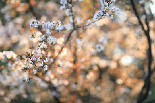 春天的花朵