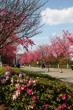 大理大学樱花