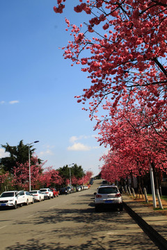 大理大学樱花