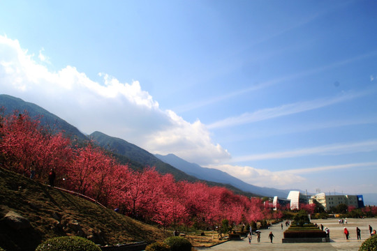 大理大学樱花