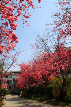 大理山水间樱花