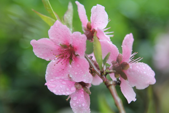 露水下的樱花花朵