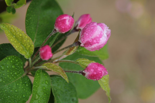 雨中绽放的樱花花苞