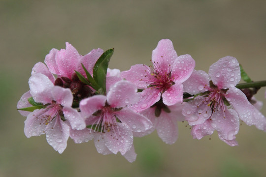 雨中粉红的樱花花朵