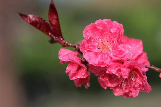 雨中的粉红桃花花朵