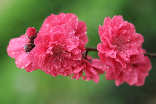 雨中并蒂的桃花花朵