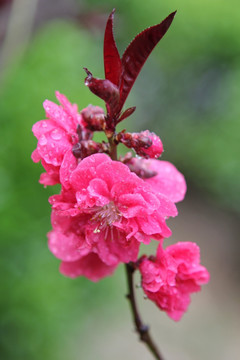 盛开的桃花花朵