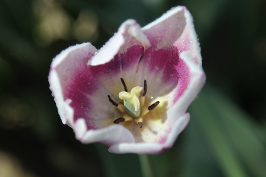 郁金香花蕊花心