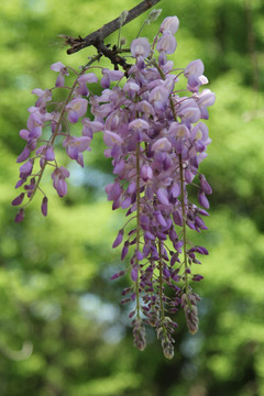 紫色花花坠