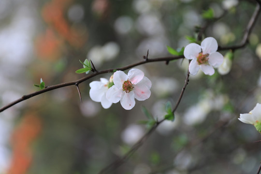 白色桃花 桃花