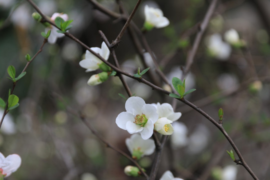 白色桃花 桃花