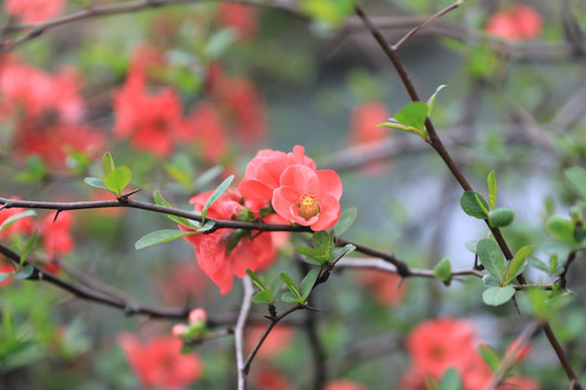 梅花 红梅