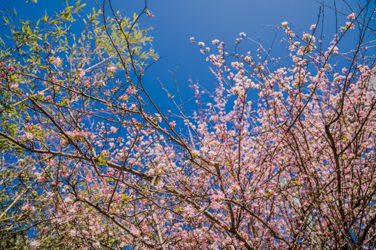 桃花