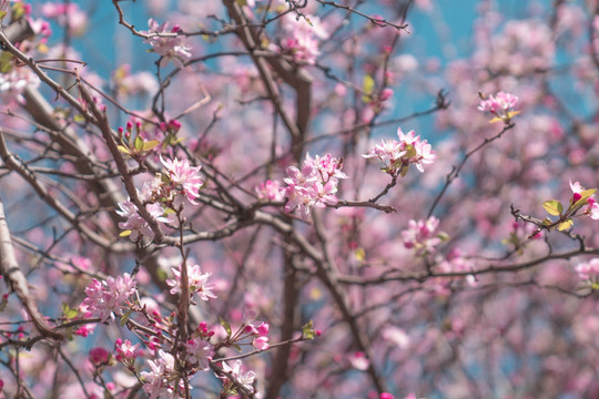 桃花