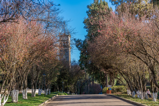 云南大学