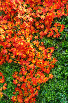 彩叶植物墙