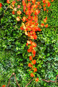 彩叶植物墙
