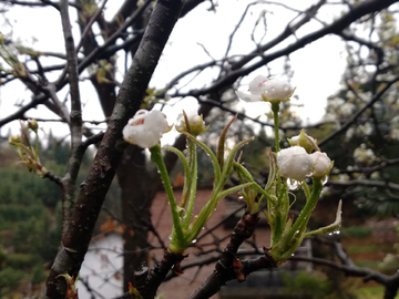 梨花带雨