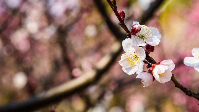 梅花