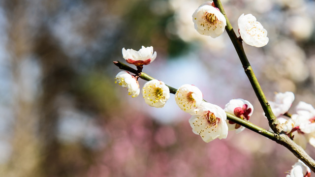 梅花