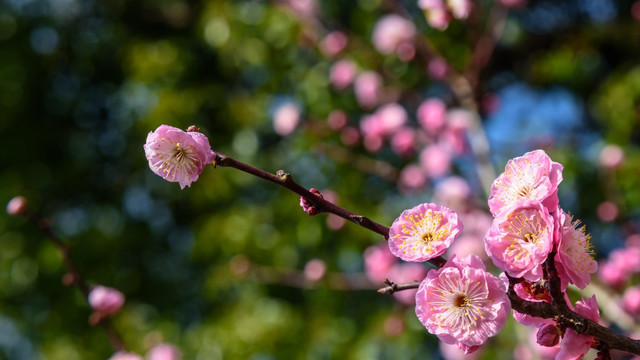 梅花