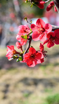 海棠花