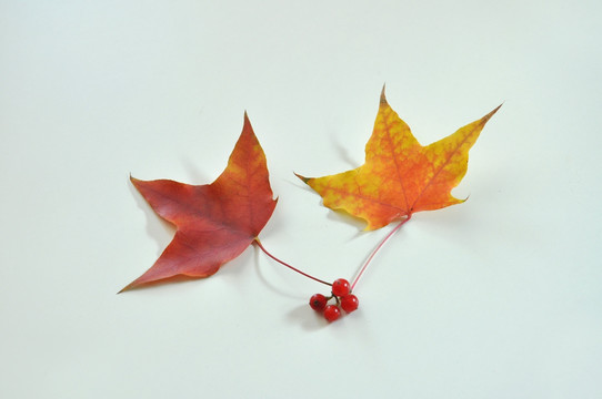 两片红叶一年秋