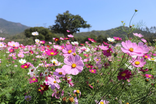 格桑花丛