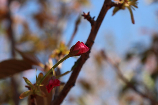 樱花花苞