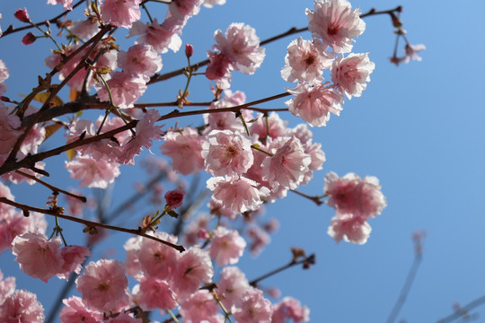 粉色樱花