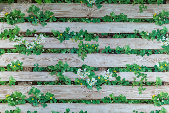 绿植墙 木板墙
