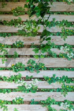 绿植墙 木板墙