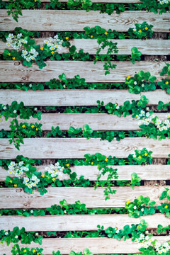 绿植墙 木板墙 绿叶