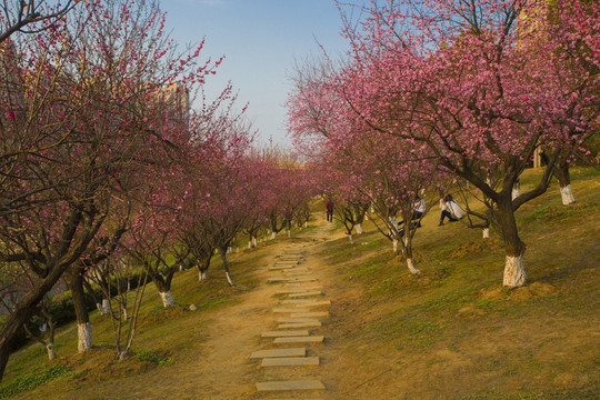 合肥匡河公园 梅花