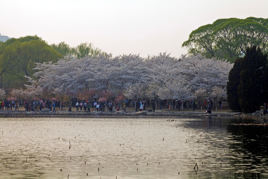 北京玉渊潭