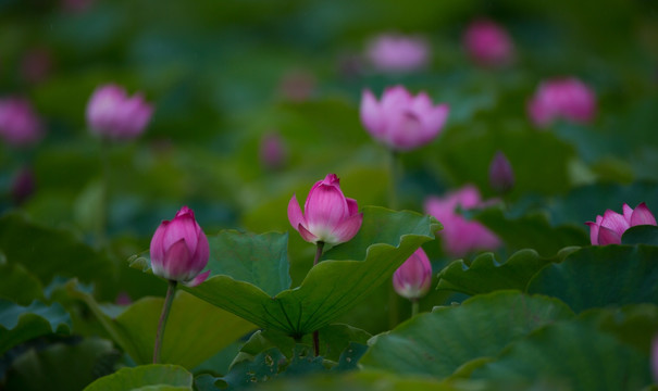 荷花 高清大图