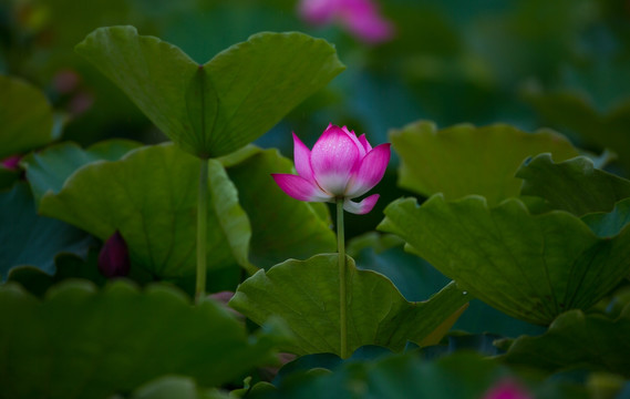 荷花 高清大图