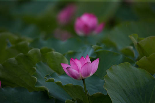 荷花 高清大图