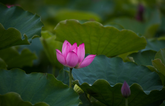 荷花 高清大图