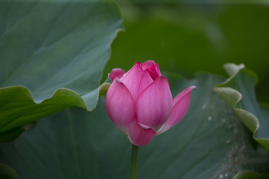 荷花 高清大图