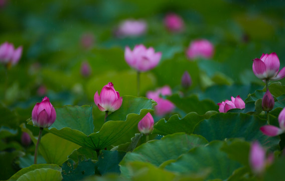 荷花 高清大图