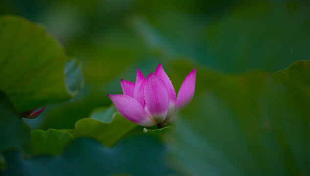 荷花 高清大图